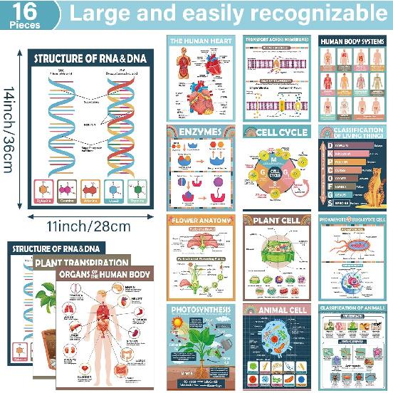 16Pcs Boho Science Posters for Classroom Middle School Supplies Biology Poster Classroom Decoration Life Science Posters Charts for Teachers High