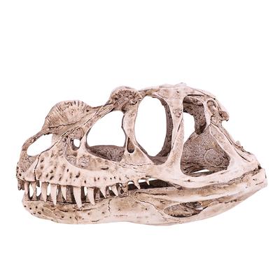 Modello Teschio di Dinosauro in Resina Scheletro di Animale Simulato Decorazione per Casa Ufficio Artigianato Oggetto Didattico