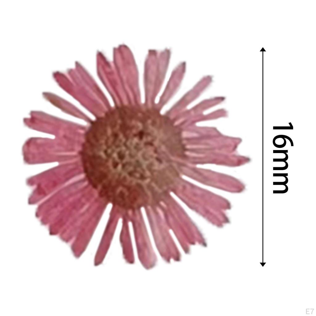 12 Pcs Dried Pressed Flowers DIY Art Craft Photography Props for Phone Case