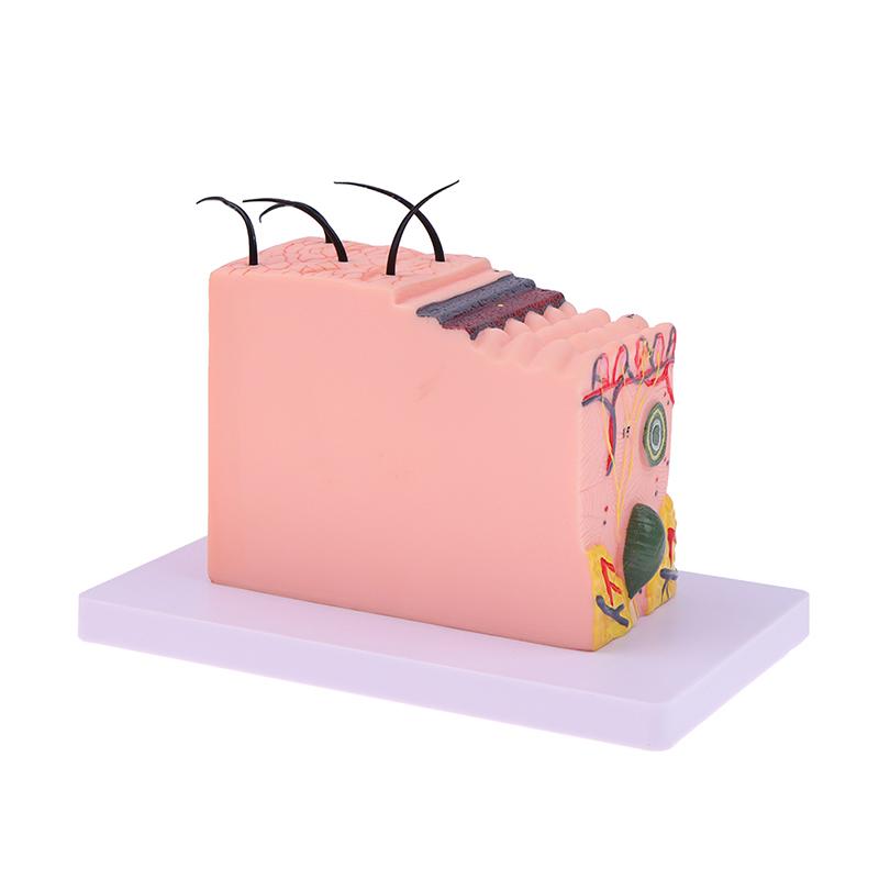 Model de piele de 35/50 de ori Structura părului de piele anatomică umană Măriți anatomia modelului