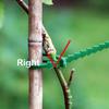 50-500pcs Adjustable Plastic Plant Cable Ties Reusable Cable Ties for Garden Tree Climbing Support Plant Vine Tomato Stem Clip