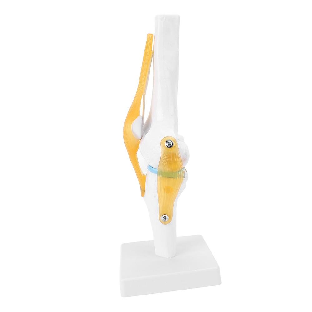 Anatomical Shape Human Knee Joint Model Functional Knee Ligament Model Medical Demonstration