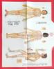 Five-Claw Sandalwood Head Massage Comb: Meridian Therapy Tool for Scalp Lymphatic Dredging and Care