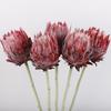 Flocked King Protea Artificial Flower for Home Decoration & Photography