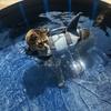 Giubbotto di salvataggio per cani Shark, galleggiabilità migliorata, vestiti da nuoto per cani di piccola taglia, giubbotto di sicurezza con maniglia per cani di media e grande taglia, surf