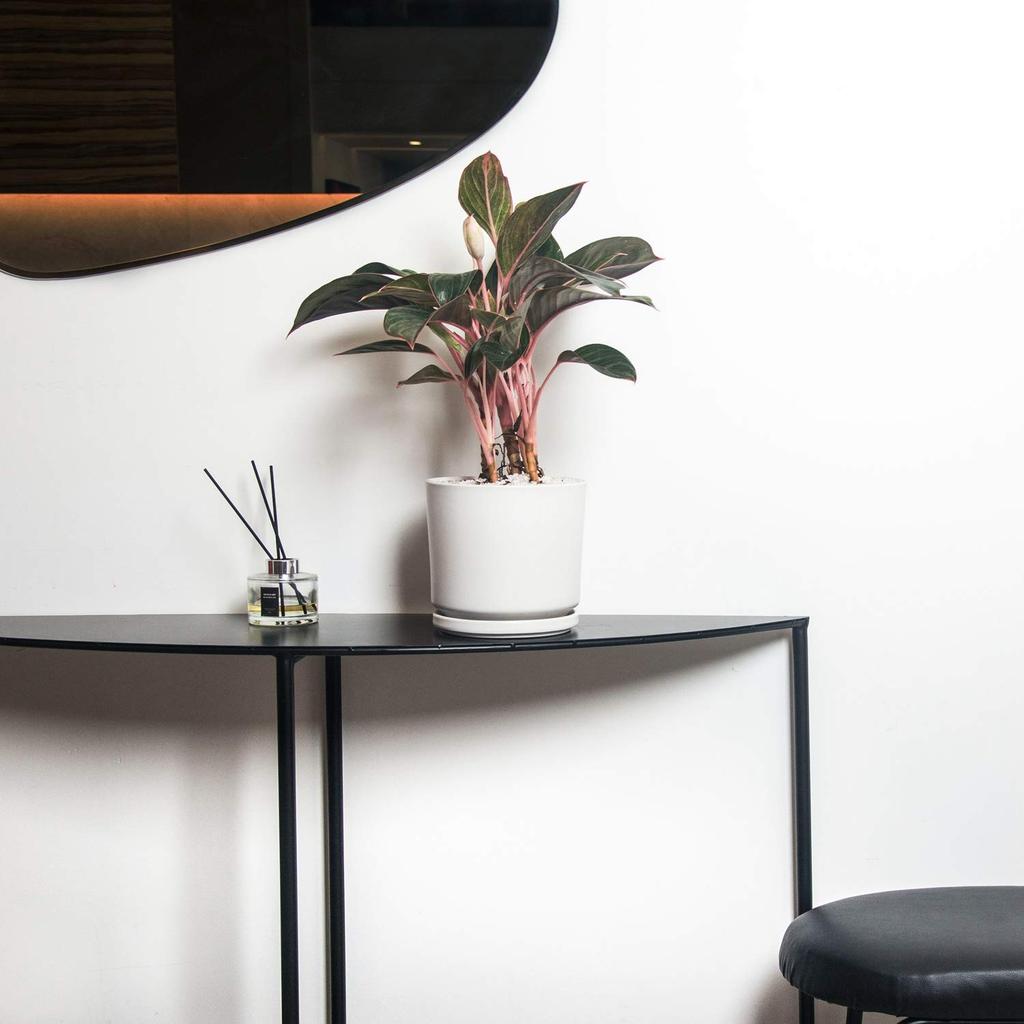 Ekirlin Ceramic Size 7 with Saucer and Potted Interior Room Houseplant Planter, (18cm), Hole, White, Stylish, Plant, Decor, Decor,