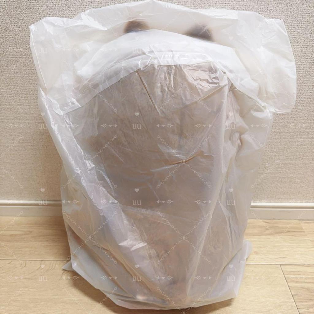 [USED] Teddy Bear Plush Toy Teddybear SKZOO Han Han Quokka 22