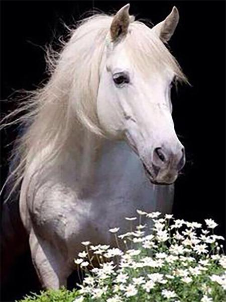 Diamond Art Painting Horse Full Round Embroidery Mosaic Animal Handmade Home Decor