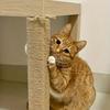 1Roll Tree Scratching Post Natural Sisal Rope Toy Pet Supplies DIY Cat Scratcher Rope Cats Paw Claw 4mm/6mm Furniture Protector