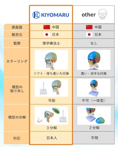 KIYOMARU Color Cervical Skull Model, Human Body Model, Skull Model, Supervised by a Physical Therapist, Life-Size, Includes Nerves and Vertebral Arter