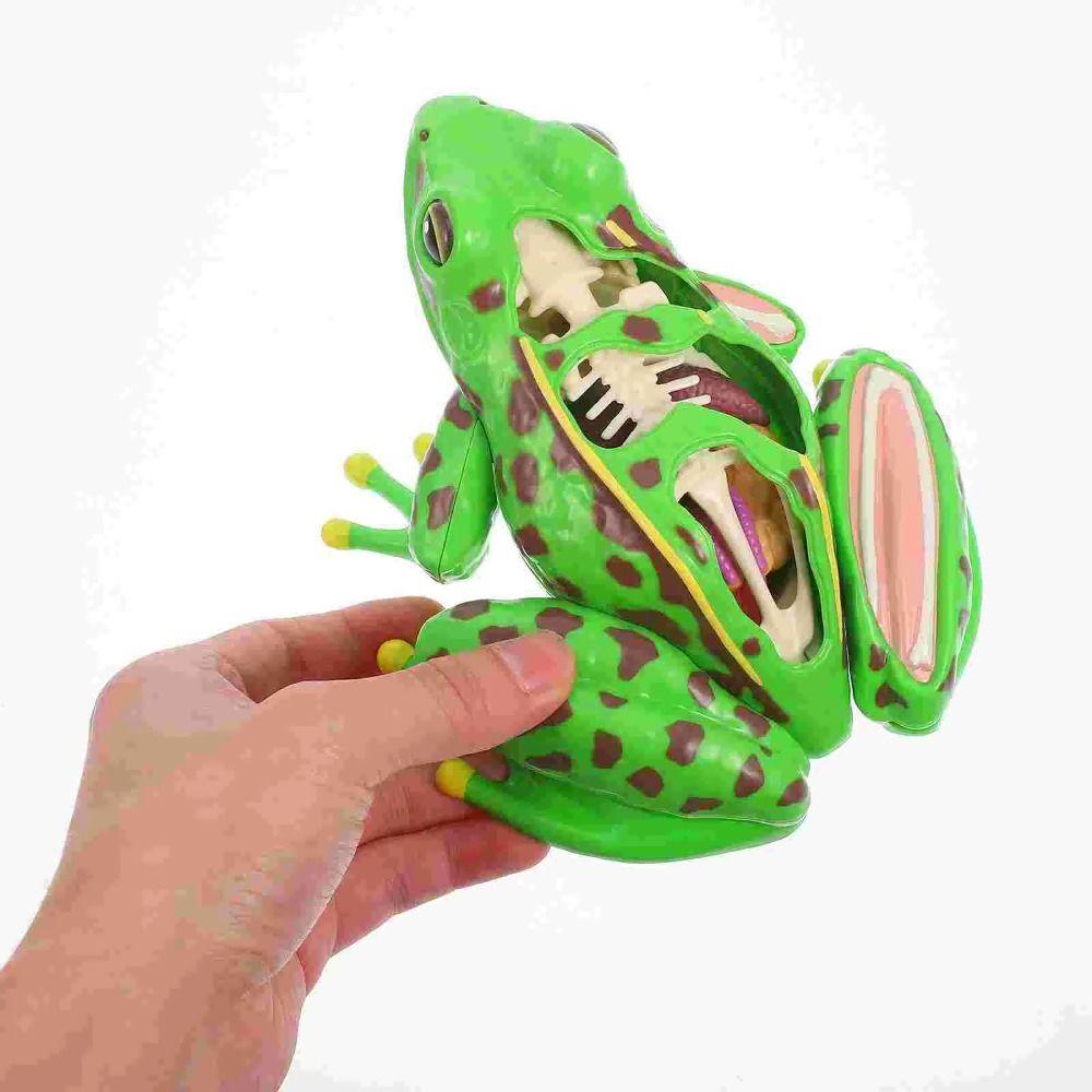 Korai tanulás Békaszervtan Modell Békaszervek Békaszétvágásos Modell Gyermekeknek