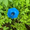 Metal Flower Garden Stake Pollinator Watering Station Mini Bird Bath Drinking Bowl for Bees Butterflies Birds Outdoor Yard