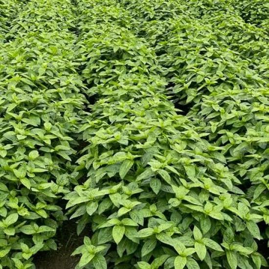 Natural sunscreen makeup sunscreen that is gentle on the for and no UV x Beautiful balm, base, skin, fragrance-free, babies, kids, adults, absorbers,