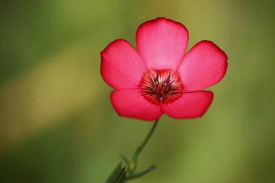 150 rote großblumige Leinsamen - reproduzierbare Bauernsamen - SemiWild