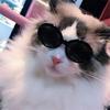 Doll Accessories Photograph Props Multicolor Round Frames Glasses Pet Eyeglasses Dog Sunglasses Cat Glasses