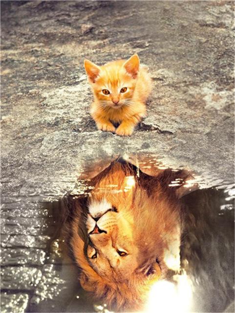 Broderie cu diamante 5D cu punct de cruce Wolf Diamond Art Painting Mozaic alb-negru Cadou lucrat manual