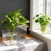 BAILOCK Transparent Square Hydroponic Vase