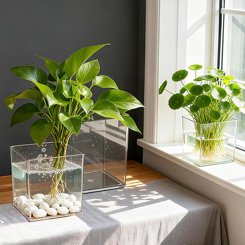 BAILOCK Transparent Square Hydroponic Vase