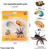 Children's Cognitive Toys: Frog Tadpole Growth Cycle Models