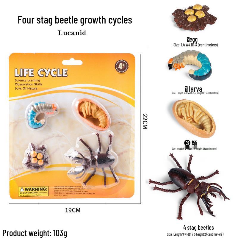 Children's Cognitive Toys: Frog Tadpole Growth Cycle Models
