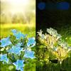 Flowers Solar Light 7Head Lily Solar Flower Lights With Warm White Light, Outdoor Solar Garden Decoration Lawn Light Stake Light