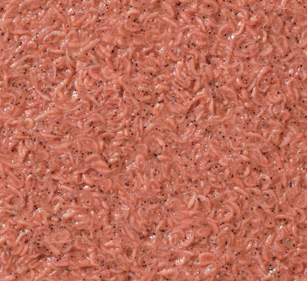 No picky eaters, just the right ones Sabiki Set with 5-size hooks, two 0.8-size leaders (SASAME) + Marukyu Amihime 1200g (large capacity) + two small