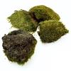 BioClumb Moss Cushion moss, tufts 100g