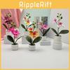 Flower Phalaenopsis Potted For Event Decor And Indoor Embellishment Home