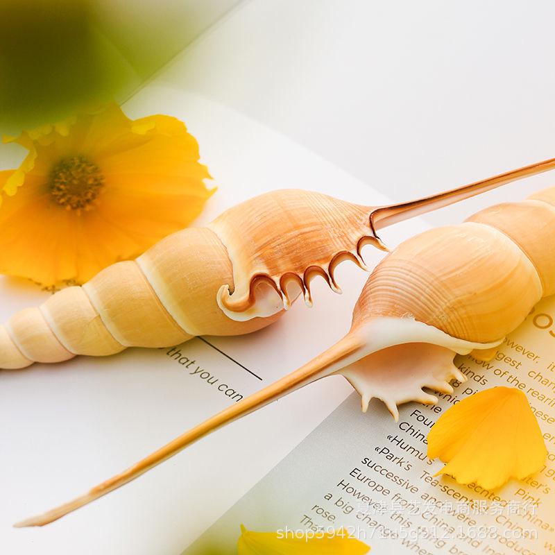 Long-Nosed Snail Shells for Marine Crafts and Aquarium Decor