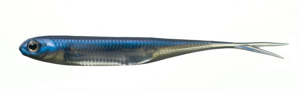 Fish Arrow Soft Lure Flash J Split 4 Inch 6 Piece per pack #04 (3776)