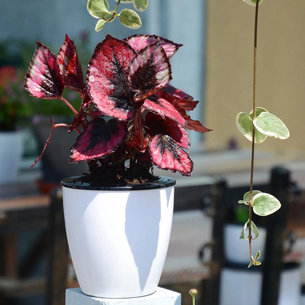 6 Stück Selbstbewässerungstöpfe mit Baumwollseil für Zimmerpflanzen 4,7 Zoll Selbstbewässernder Kunststoff-Blumentopf für Gartendekoration