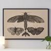 Vintage Spider Antique Bat Raven Moth Butterfly Gothic Art Poster Canvas Painting Wall Prints Picture Dark Academia Decoration