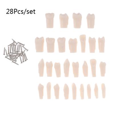 Vollmund Zahnkorn 28 Stück/Set Zähne Harz Simulation Dental Modell