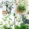 10/50 PCS Plant Climbing Wall Fixture Rattan Vine Bracket Fixed Buckle Leaf Clips Traction Holder Plant Fixing Clip Garden Tool