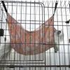 Type Cat Swing Space Saving For Small Pets Cat Hammock Cat Sleep Bed Pet Nest Pet Hanging Basket