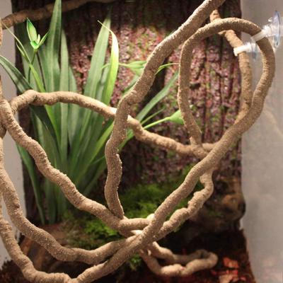 Sürüngen – Sürüngen Terraryumları