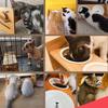 Kito Lee Cat Dog Tableware Pet Dish Stand Cat Dog Food Bowl Water Bowl Ceramic Dish Pieces 15 Degree Incline Protects Cervical Vertebrae Natural