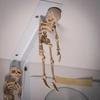 Refrigerator Magnets Poseable Skeleton Fridge Magnets Decorative Magnets for Office Kitchen Classroom Locker Whiteboard