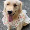 Fruit Print Pet Princess Dresses Flutter Sleeve Dog Cooling Clothes Dog Floral Skirt  for Pet Party