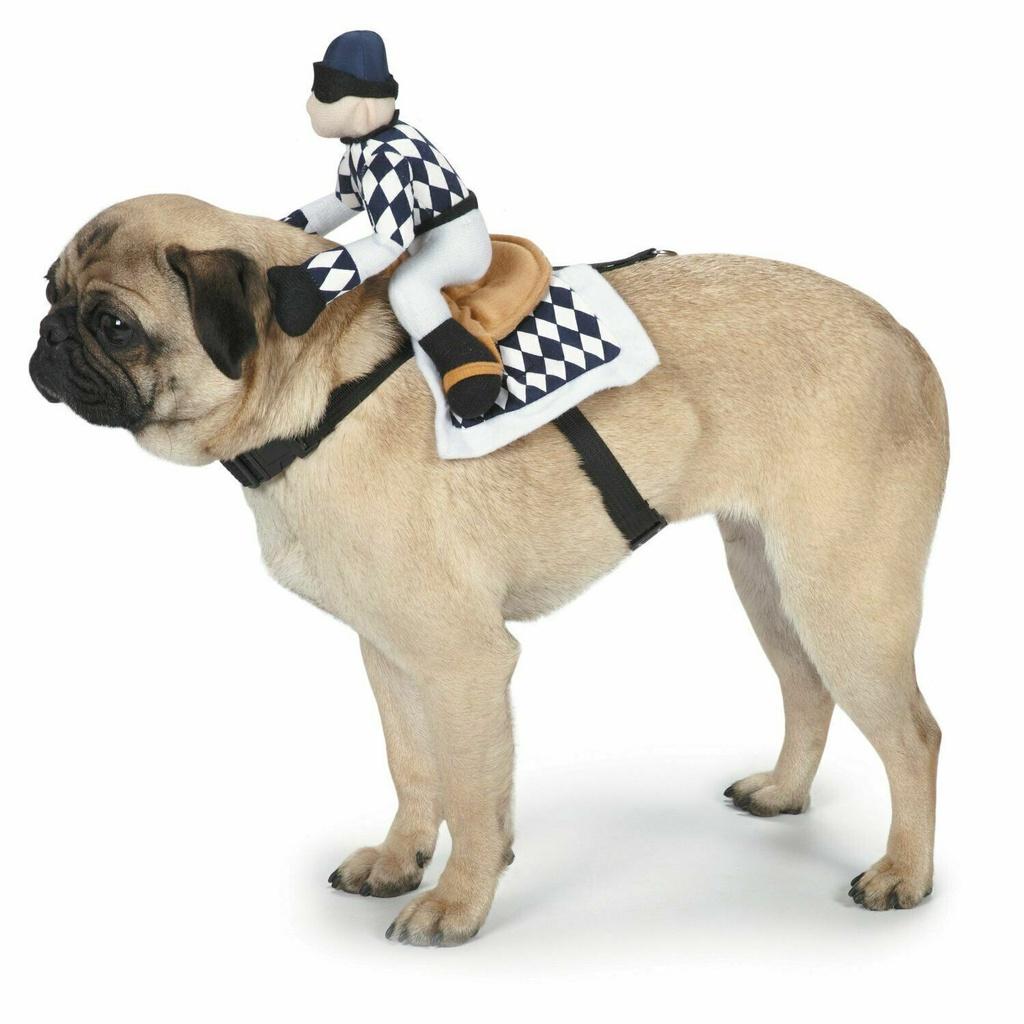 Factory Direct Horse Riding Costume For Pets Cosplay Knight Costume For Dogs