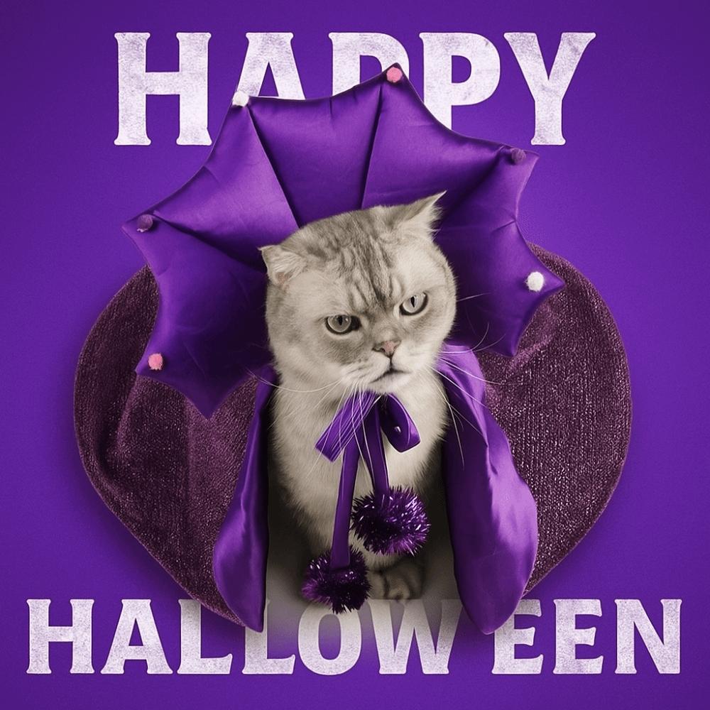 Cloth Pet Witch Cloak Soft Dog Witch Costume Funny Halloween Pet Cloak  Decorative