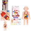 Kreatives Kinder Menschliches Organ Puzzle MINT-Lernset