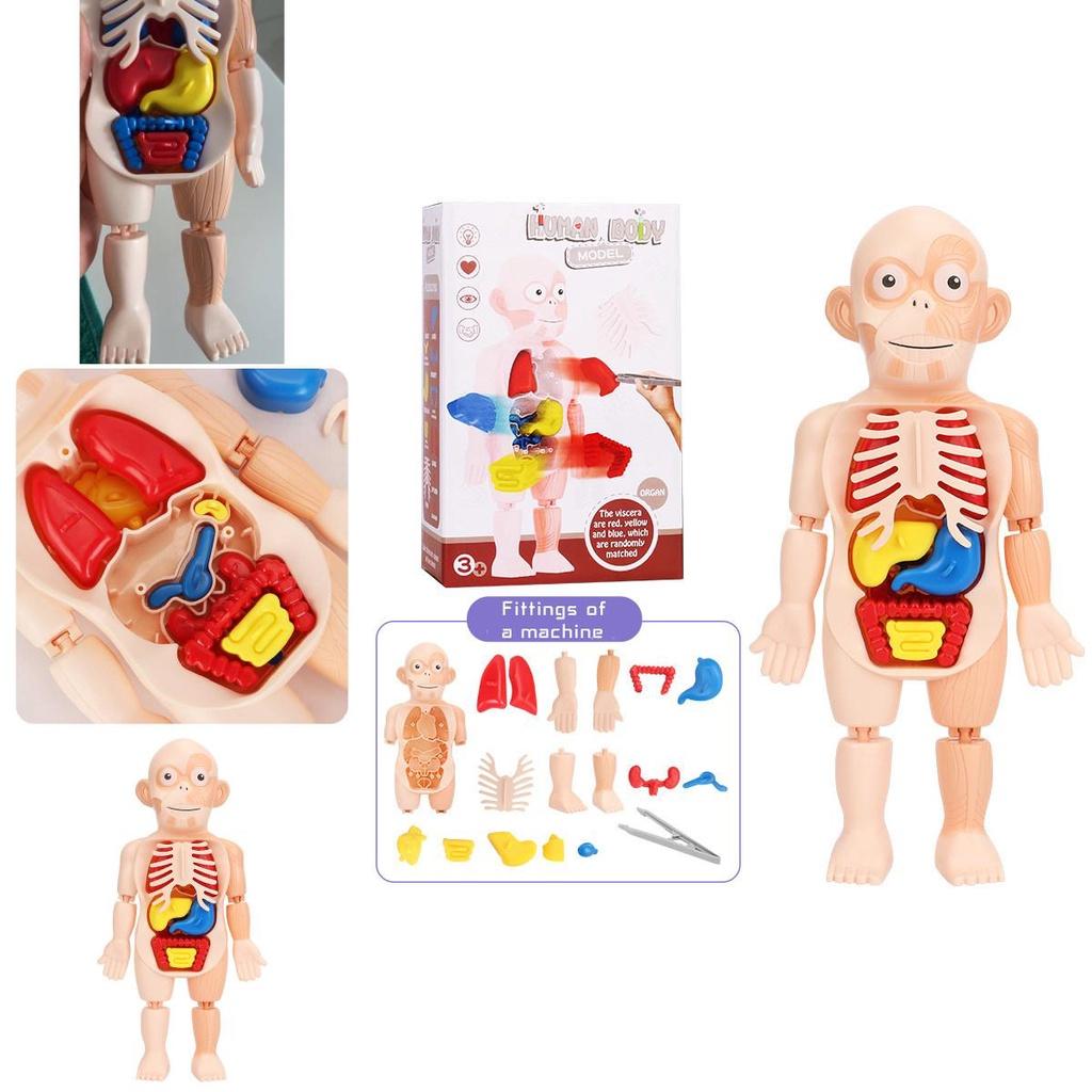 Kreatives Kinder Menschliches Organ Puzzle MINT-Lernset