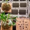 Wood Staghorn Fern Hanging Board Wall Mounted Planter Board Vertical Garden Mounting Plate Staghorn Fern Mounting Kit