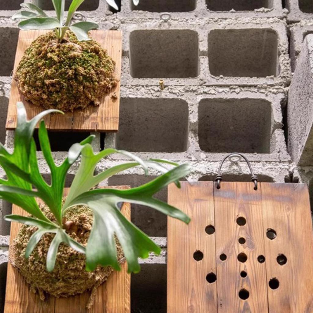 Wood Staghorn Fern Hanging Board Wall Mounted Planter Board Vertical Garden Mounting Plate Staghorn Fern Mounting Kit