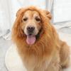 Pălărie pentru modelare de leu, șapcă perucă pentru animale de companie, iarnă, toamnă, pălărie mare pentru câini, lavabilă, ținute cosplay pentru animale de companie, costum pentru animale de companie pentru petreceri