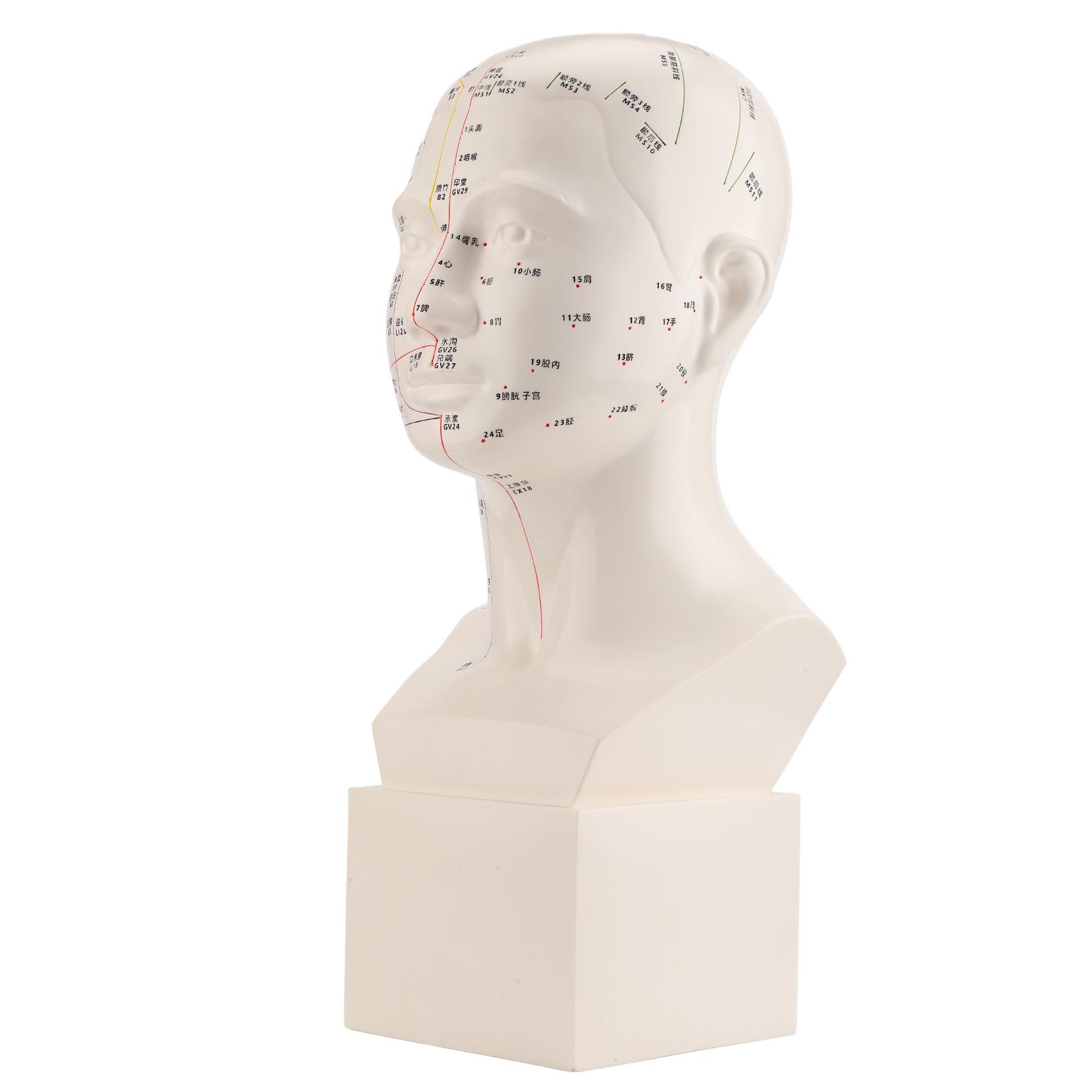 

Модель акупунктуры головы HD Standard Acupoint TCM Human Acupuncture Point Модель акупунктуры головы