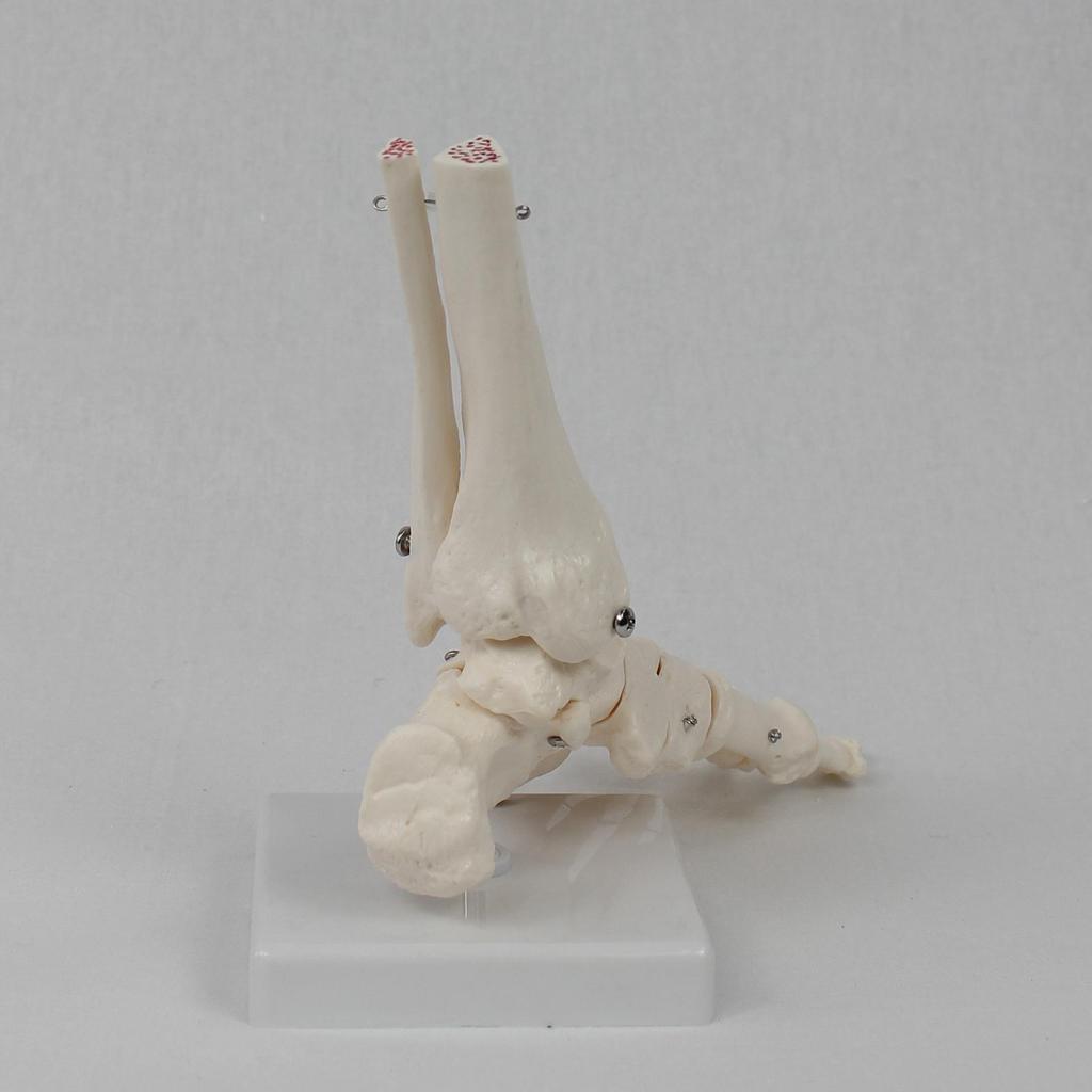 Adult 1:1 Ankle Joint & Foot Skeleton Model