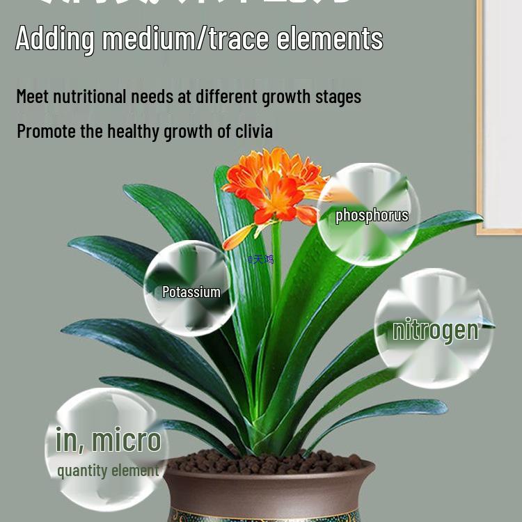 Clivia Organic Flowering Fertilizer: Promote Blooms, Induce Arrows, Enhance Growth