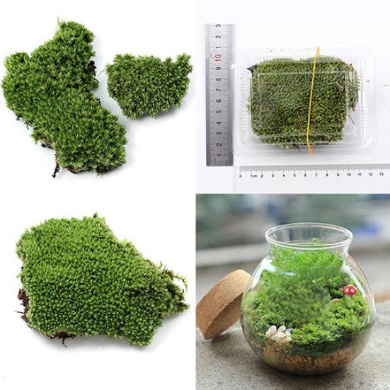 Home Party Decoration Artificial Green Grass Moss Plant Ornament Miniature